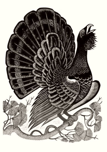 Гравюра Глухарь на току