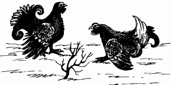 Тетерев силуэт