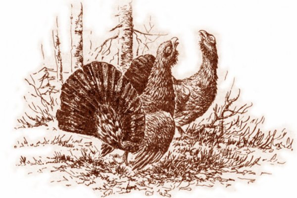 Глухарь. Гравюра Виктора Вахлюева