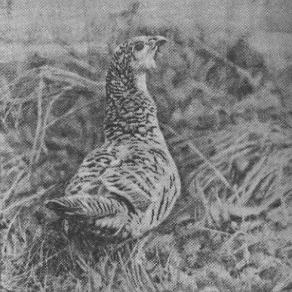 Глухарь карандашом