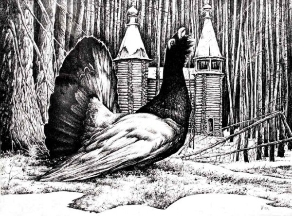 Гравюра Глухарь на току