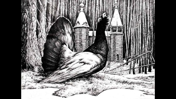 Глухарь. Гравюра Виктора Вахлюева