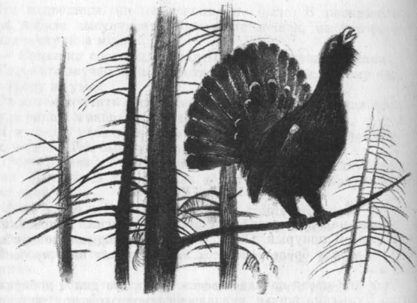 Выжигание глухаря на дереве