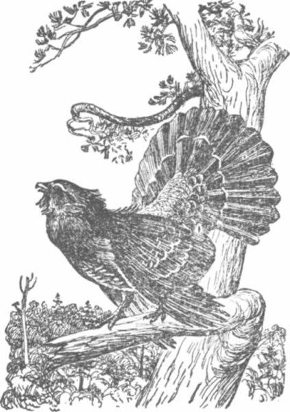 Глухарь Графика