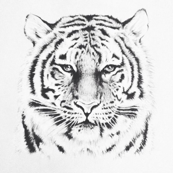 Тигр эскиз