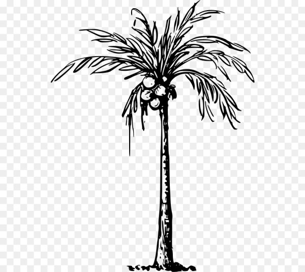 Финиковая Пальма вектор