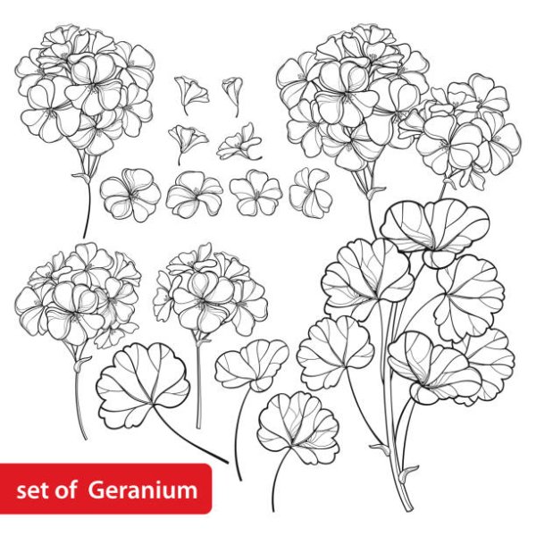 Герань раскраска