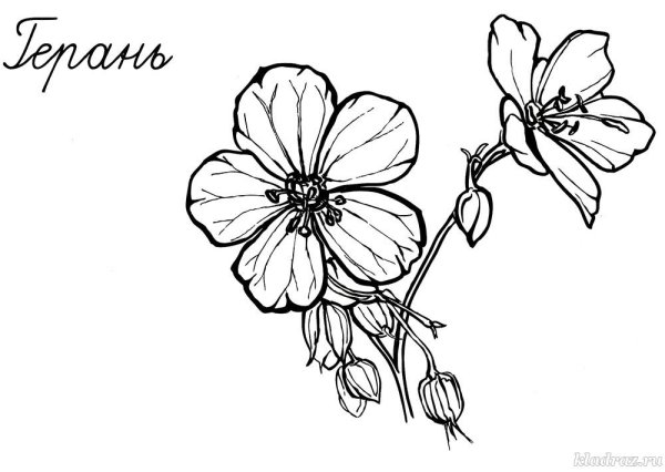 Цветок герани эскиз