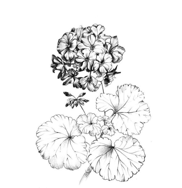 Бегония раскраска цветок