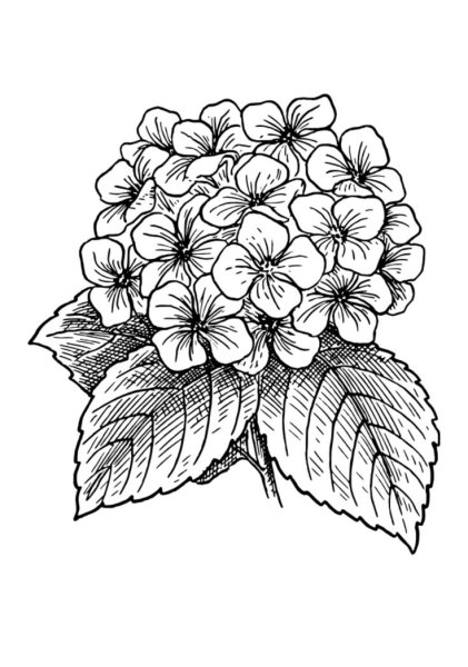 Герань комнатная рисунок