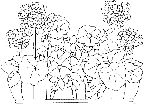 Герань раскраска для детей