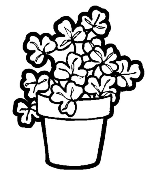 Каланхоэ, бегония, герань, Жасмин