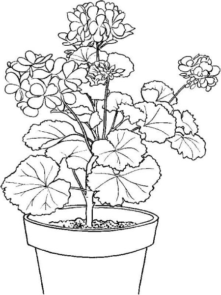 Раскраски комнатные растения герань