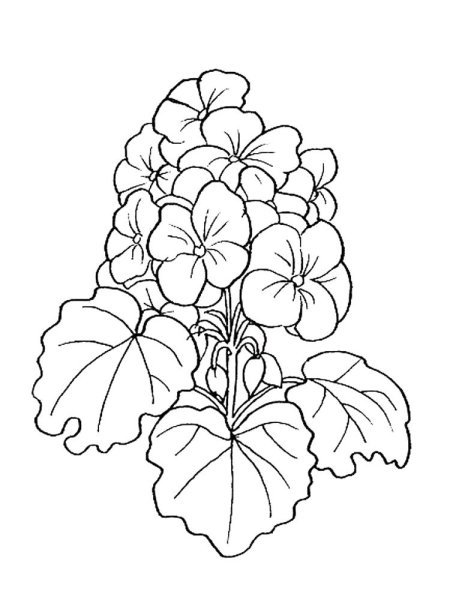 Раскраски комнатные растения герань