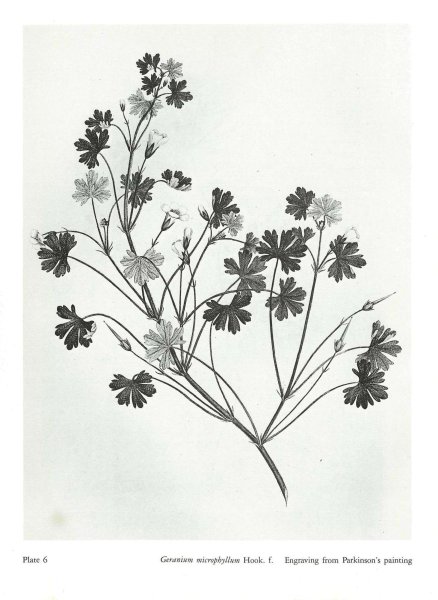 Герань раскраска для детей