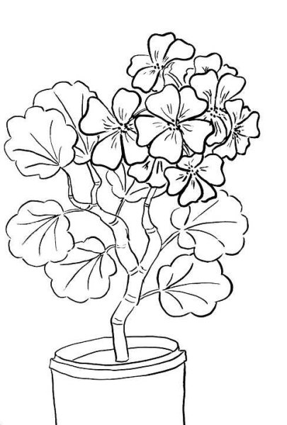 Куст гортензии скетчинг