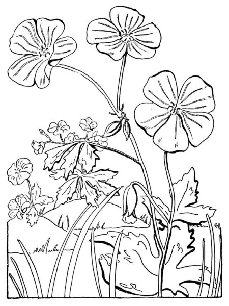 Герань бегония фиалка