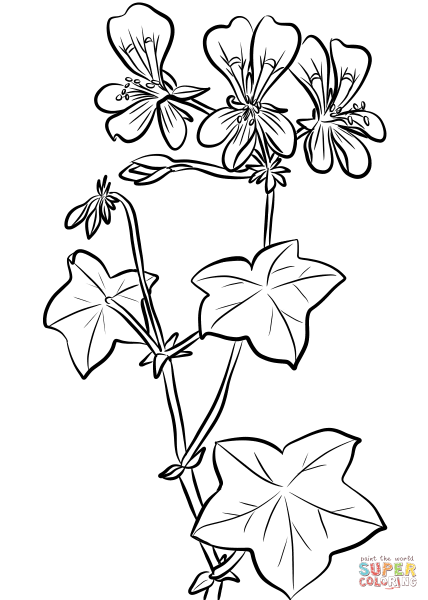 Черенкование пеларгонии схема