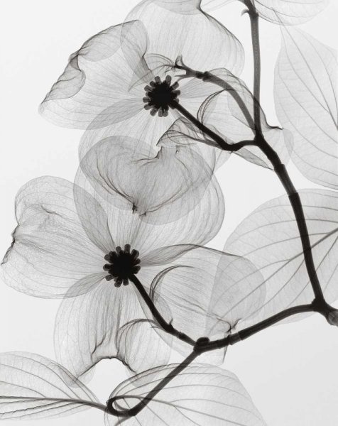 Акварельные цветы черно белые