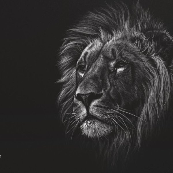 Лев черно белый