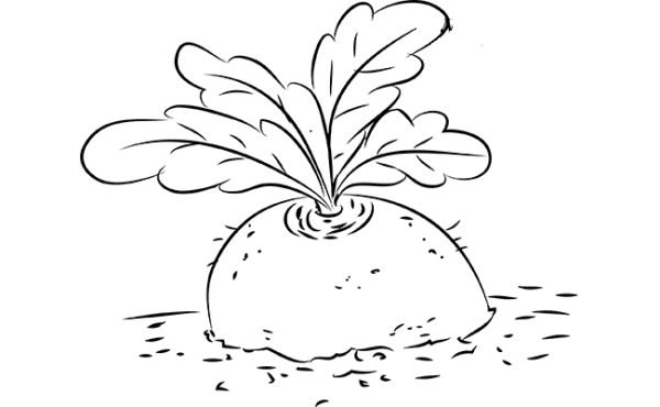 Репка рисунок карандашом