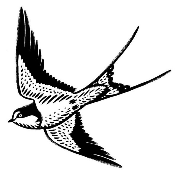 Ласточка черно белая