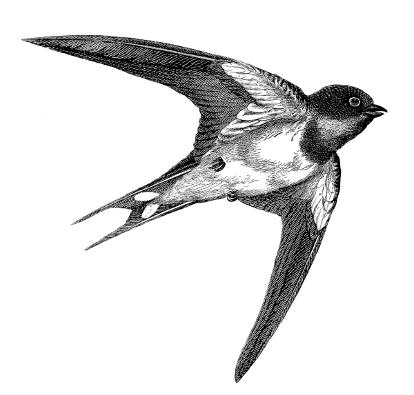 Ласточка в полете