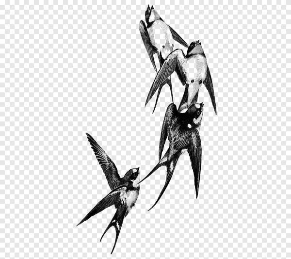 Ласточка черно белая