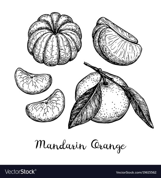 Мандарин эскиз