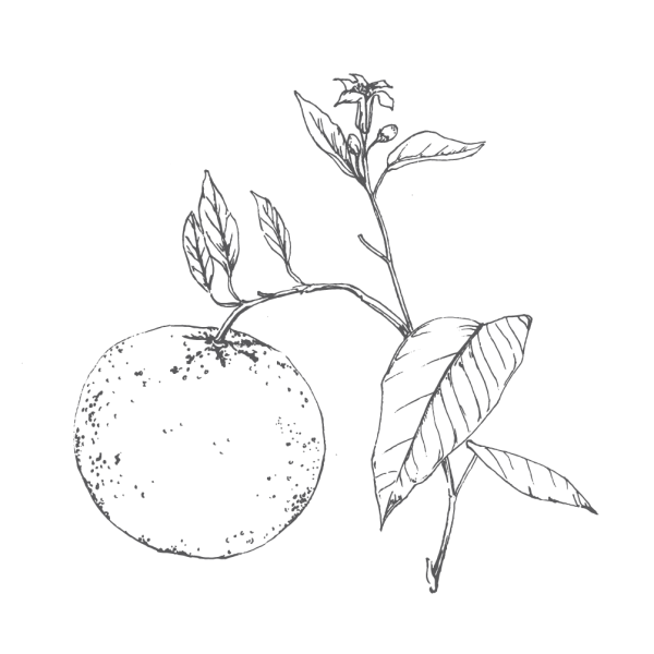 Мандарин набросок