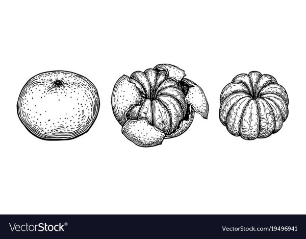 Мандарин раскраска для детей 3-4 лет