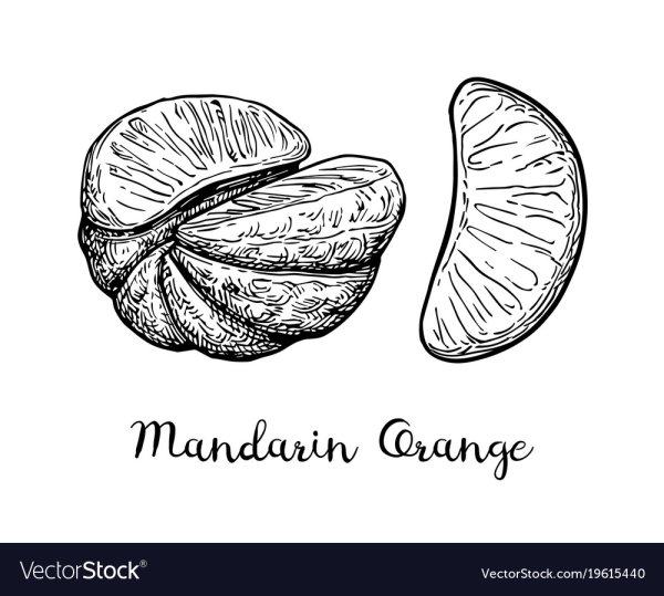Раскраска для детей кожура мандарина