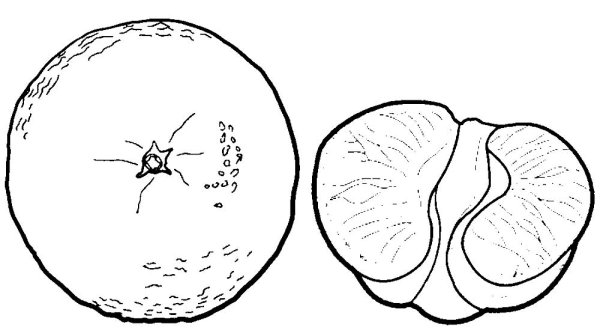 Раскраска овощи апельсин