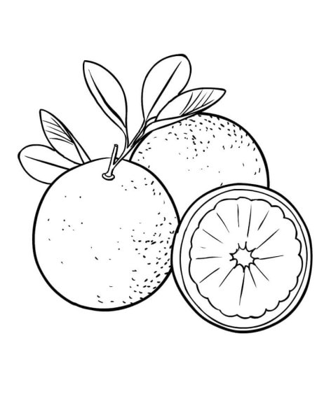 Апельсин hand drawn