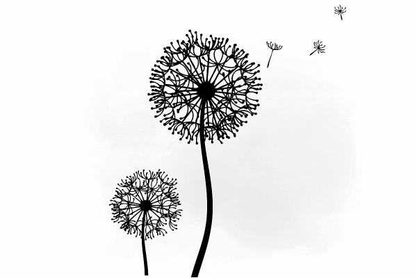 Одуванчик силуэт