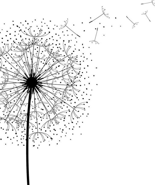 Черно белый одуванчик на белом фоне