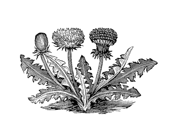 Одуванчик пятном