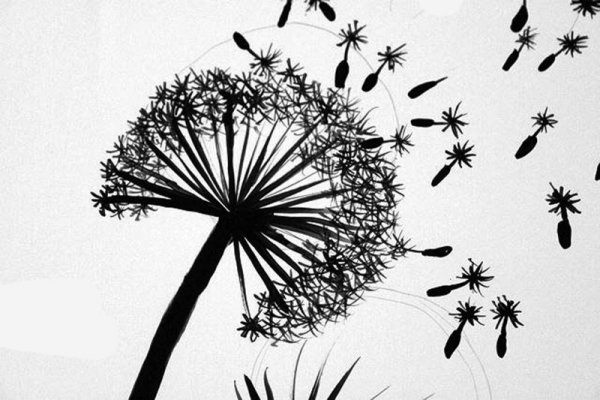 Одуванчик черно белый