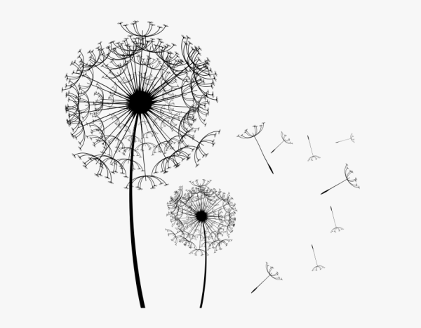 Одуванчик на белом фоне