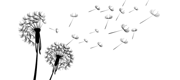 Одуванчик черно белый