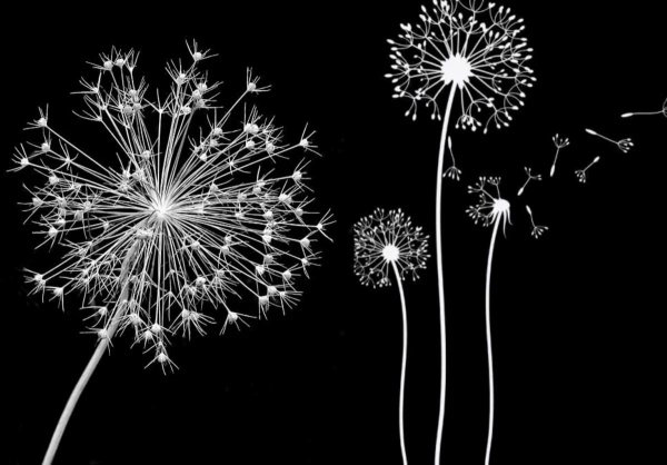 Черно белая одуванчик Минимализм