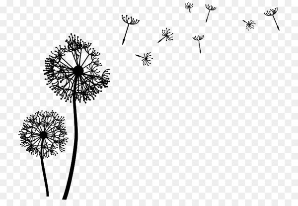 Одуванчик на белом фоне