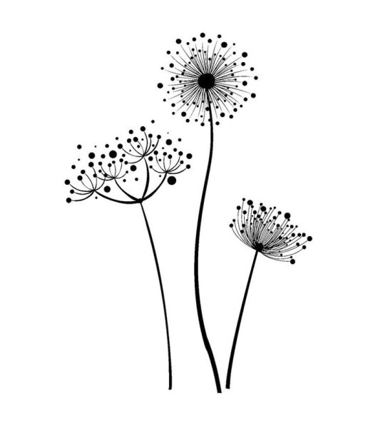 Одуванчик Графика черно-белая