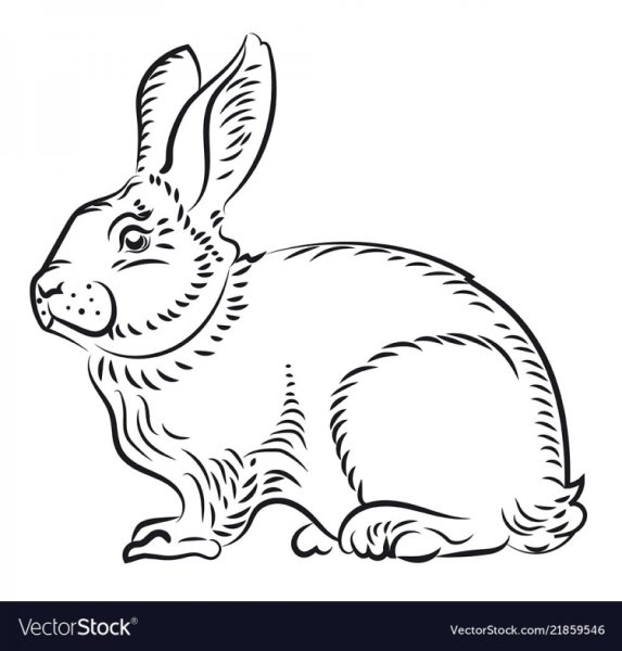 Эскиз кролика черно белый