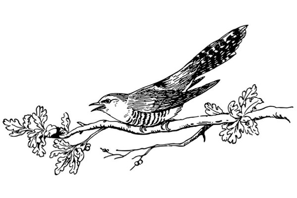 Кукушка раскраска