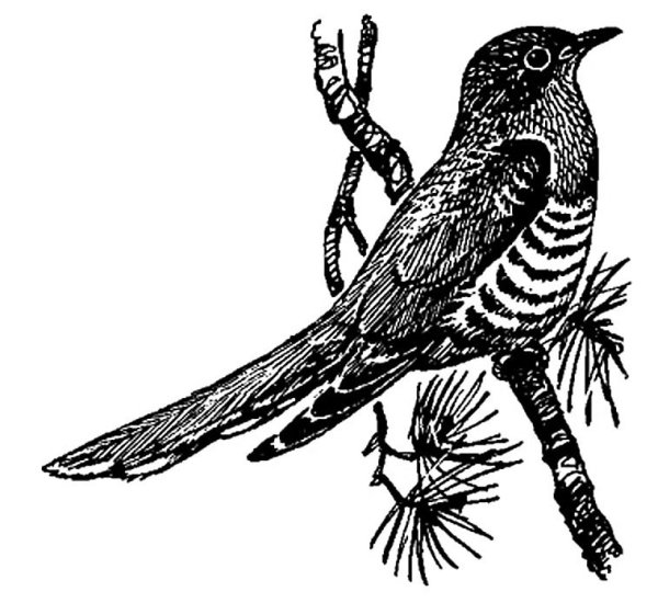 Кукушка раскраска для детей