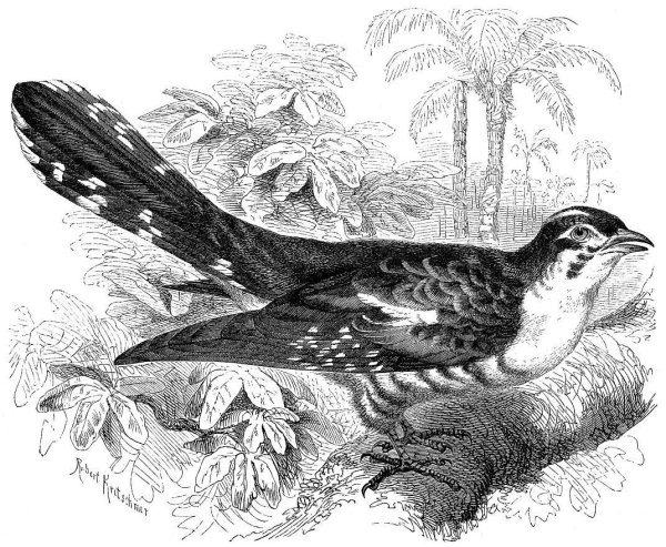 Кукушка картинка раскраска