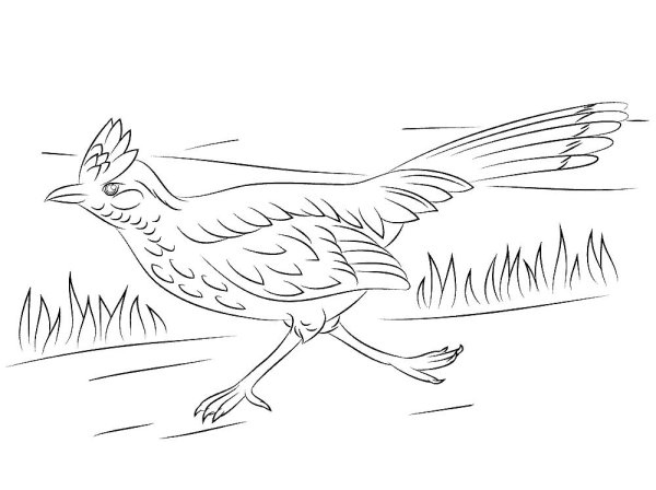 Птица в полете раскраска