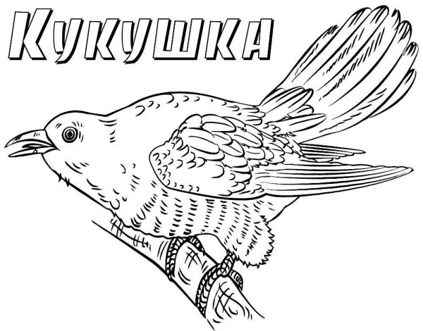 Кукушка раскраска