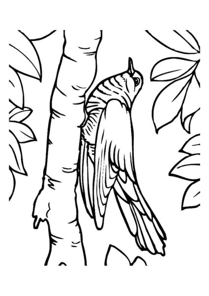 Козодой птица